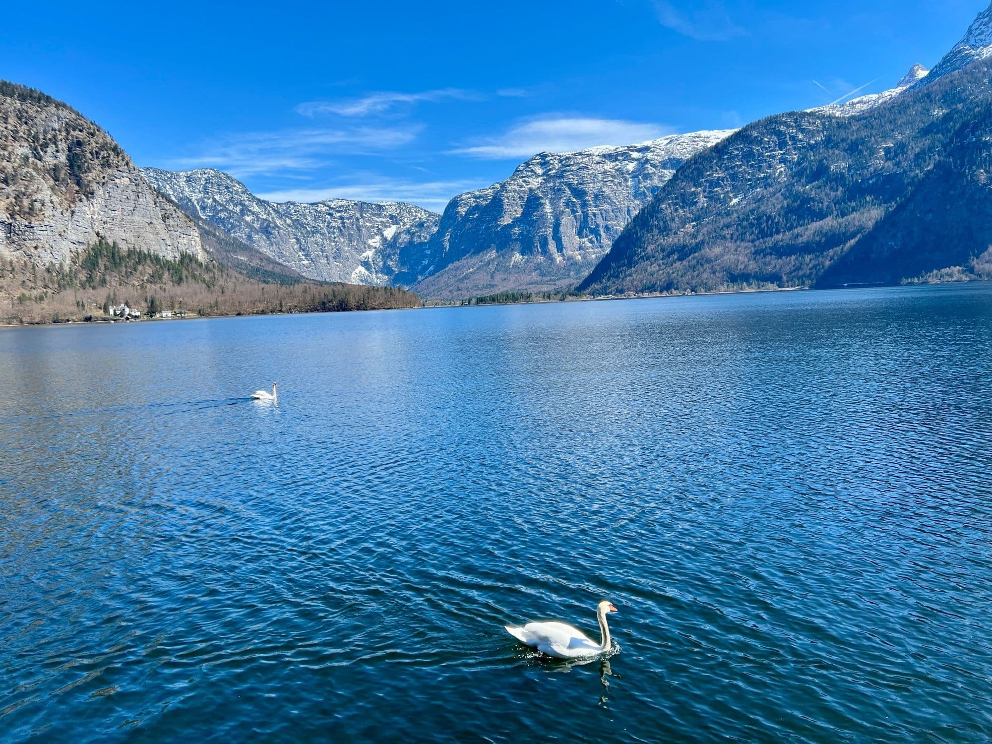Two swans on Lake Hallstatt below the mountains