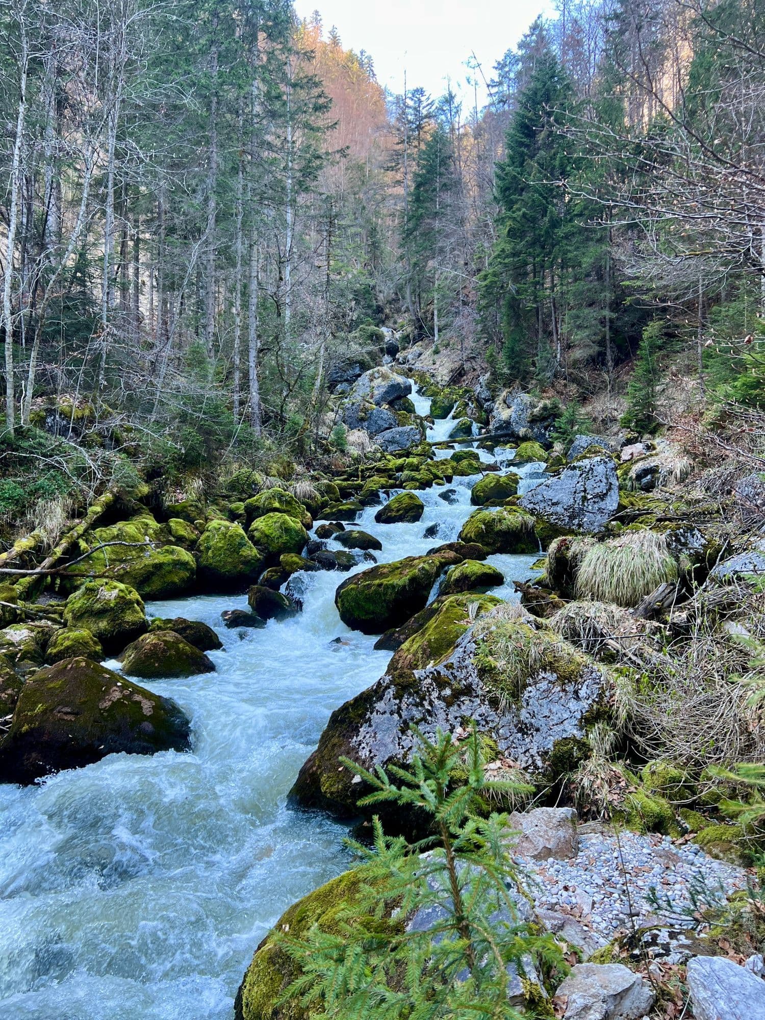 A mountain stream rushing over mossy boulders in the forest
