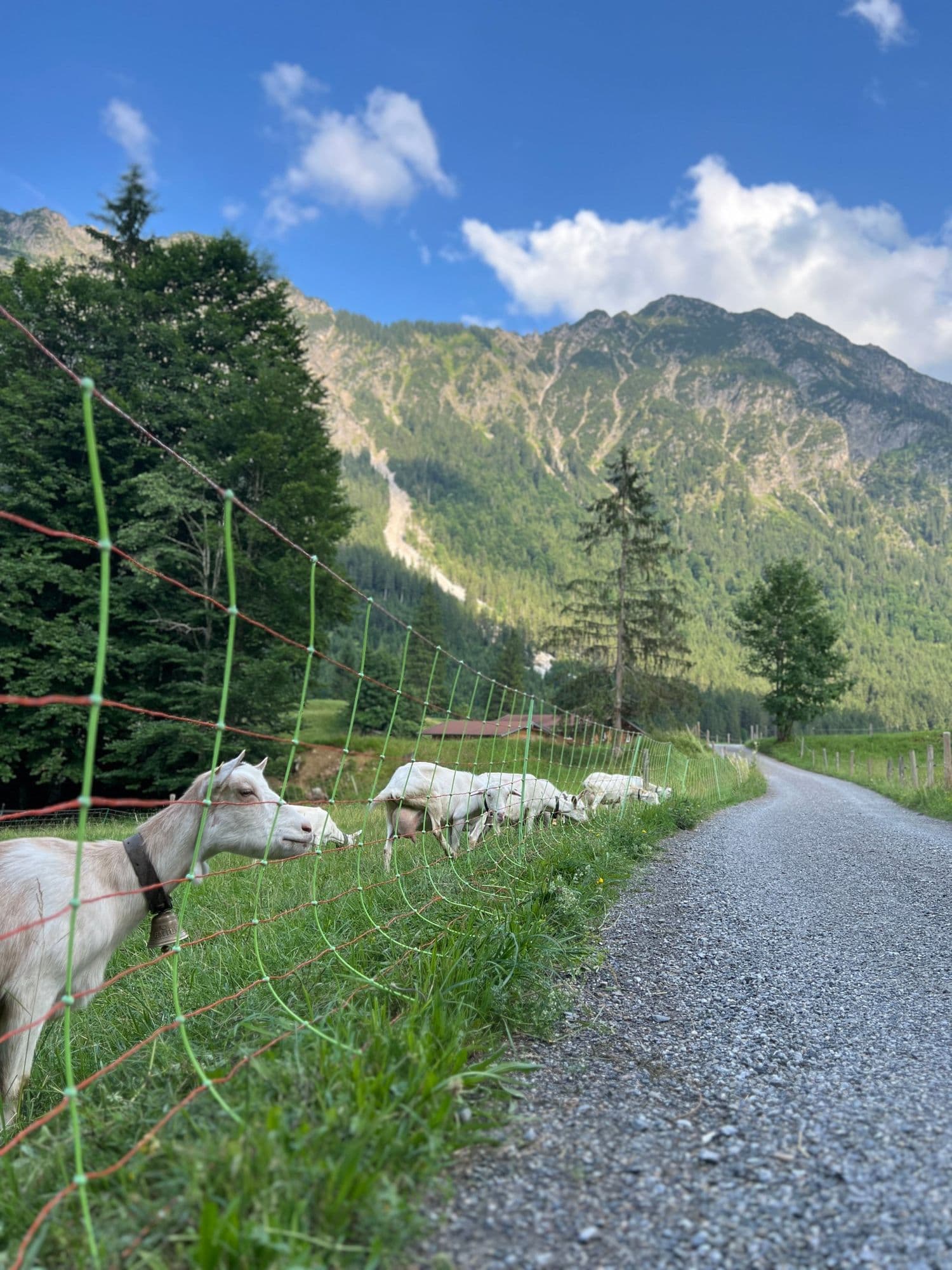 White goats with bells grazing along a fence beside a mountain path