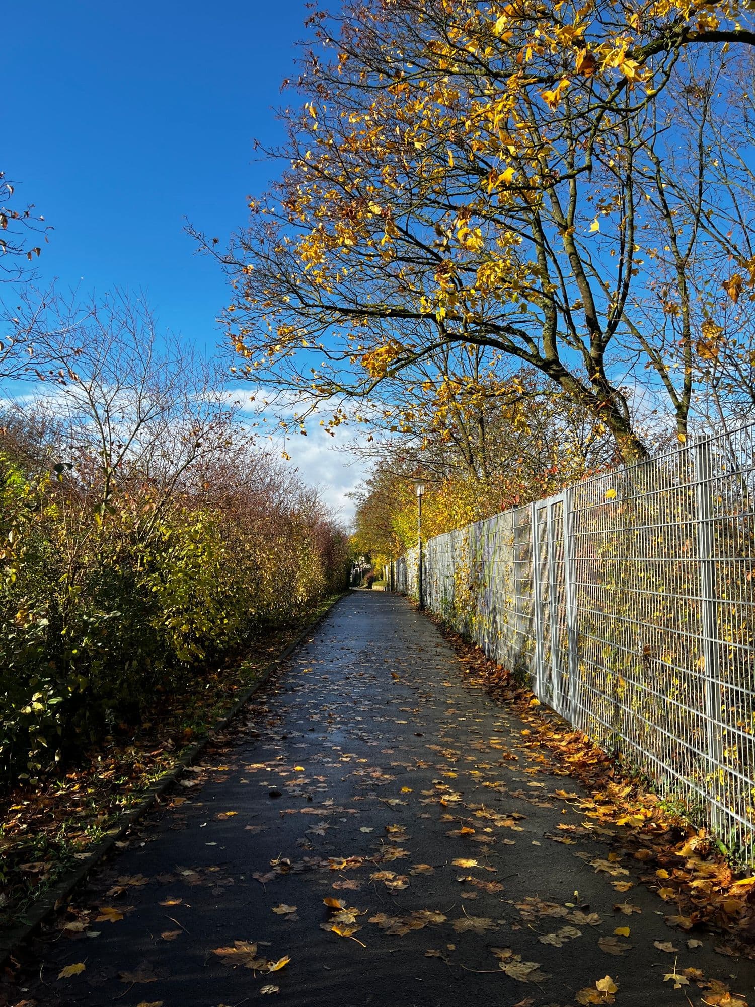 A path covered in autumn leaves beside a fence under a blue sky
